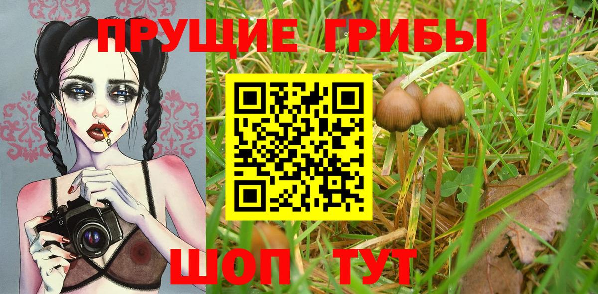 Псилоцибиновые грибы Psilocybine cubensis  Вход с VPN  наркошоп  Галлюциногенные грибы прущие грибы  Бирск 